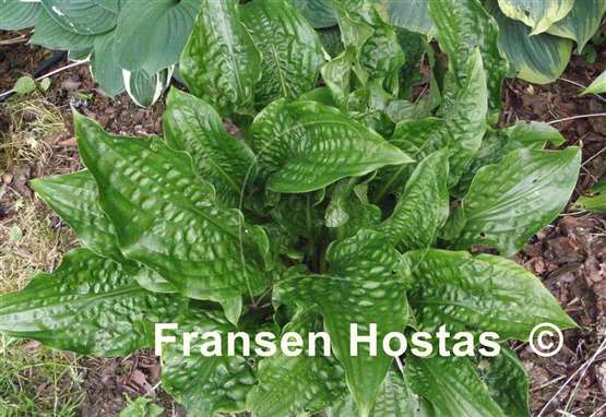 Hosta Leapin' Lizard